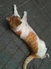 猫を見て思う
