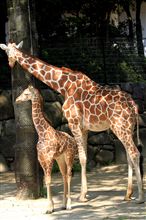 癒しを求めて．．．金沢動物園へ♪