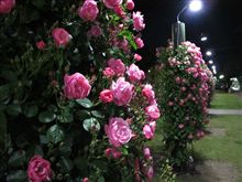 ライトアップされた“ばら庭園”に