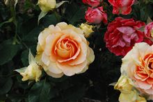 荒牧バラ公園