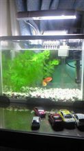 【赤いおべべの】お金魚さま 【赤いおべべの】お金魚さま