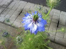 霧の中 霧の中