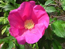 初夏の花が・・・