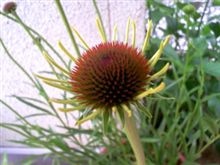 いつが咲いた? いつが咲いた?