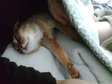 今朝の陸