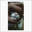 猫って①