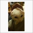 猫って②
