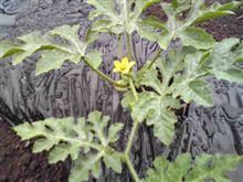 花が咲いた♪花が咲いた♪