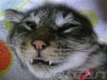 mochaしゃん　もしゃもしゃのお手入れしましょう！