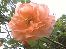 モッタイナイ?バラの花 モッタイナイ?バラの花