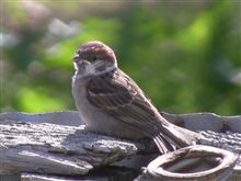 子スズメ動画