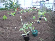 メロンと西瓜を植えました。 メロンと西瓜を植えました。