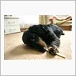 飼い犬に手をかまれる!!