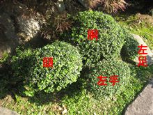 カメ　の手入れ