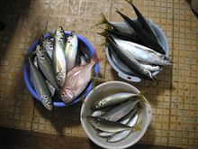 今日は漁業(笑) 今日は漁業(笑)