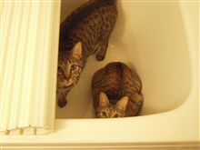 ウチのネコ