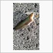 新たな？