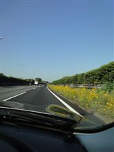 応援してくれる花