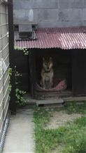血ぃ吸ぅたろかヾ(￣ε￣ヾ)ちぅ～