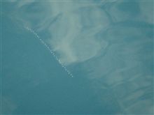 海に漂う、この物体は　何だ～？？