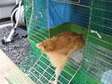ラビットハウス購入（にわとり用）