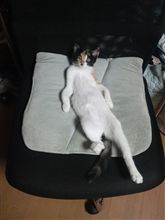 いくらなんでも・・・・です