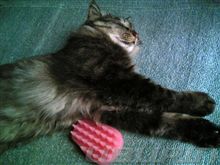 今日も～～～　あぢかった～～～