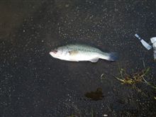 やっと山中湖
