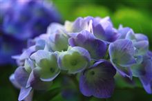 6月といえばやっぱり．．．紫陽花♪