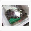 広い世界へ出たいだろうなぁ・ ...