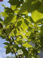 １ヶ月が経ちました