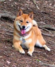 手抜きです・・・