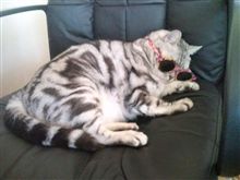 お昼寝