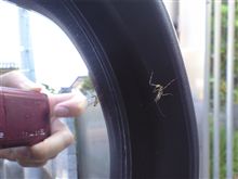 カマキリ