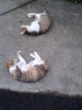 ごろ～ん