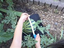 本日のスイカ一号機生育状況