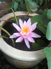 姫睡蓮が咲きました!! 姫睡蓮が咲きました!!
