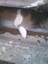 心に誓う