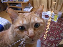ノミとりコームはすばらしい☆