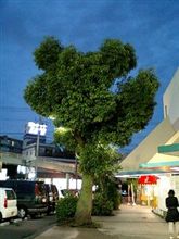 すずめのお宿 (^_^)