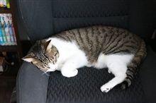 家内には邪魔にされたのに・・・・