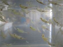 ホウネンエビ大量発生で今年は豊作？？