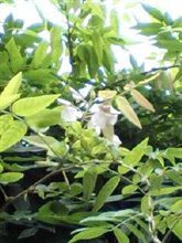 季節はずれの藤の花