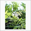 季節はずれの藤の花