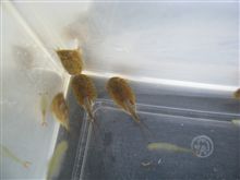 今日はカッコイイ系のエビ