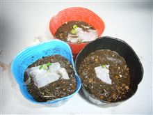 土から離れては生きられないのよ！！！