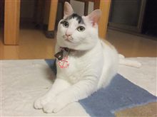 うちの　猫　♪