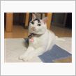 うちの　猫　♪