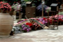 ミミズクとお花