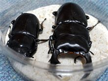 アンタエウス、ブリード中